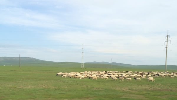 Image shows a herd of cows on a field