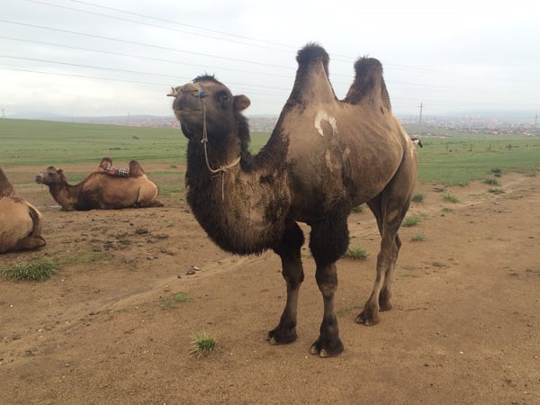 Image shows a two-humped Bactrian camel