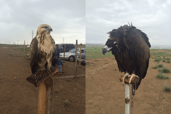 Image shows an eagle on the left and a vulture on the right